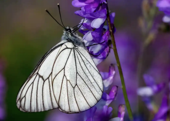‘siyah damarlı beyaz kelebekler 100 yıl sonra geri döndüler