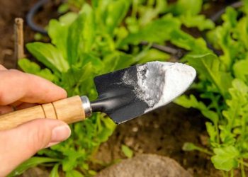 Bahçenizin dostu: Karbonat