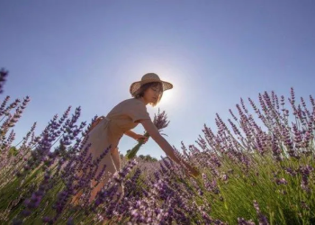 Sivrisinek ve böcekleri doğal olarak uzaklaştıran 15 bitki