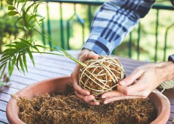 Kokedama nedir, nasıl yapılır?