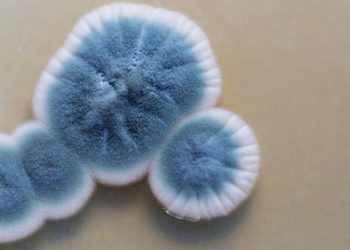 Küflenmiş Bir Yiyecek Yenir Mi? Yanlışlıkla Küf Yerseniz Ne Olur?