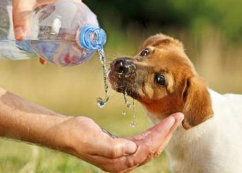 Sıcak havalarda sokak hayvanları için ne yapılabilir?