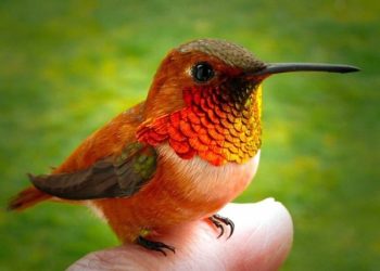 Sinek Kuşları Hakkında Muhtemelen Daha Önce Duymadığınız 10 Gerçek