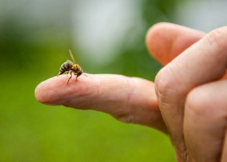 ARI SOKMASINDA ADRENALİN OTOENJEKTÖRÜ HAYAT KURTARIYOR!